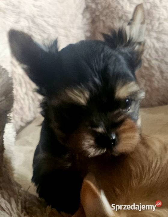 York Yorkshire Terrier Częstochowa