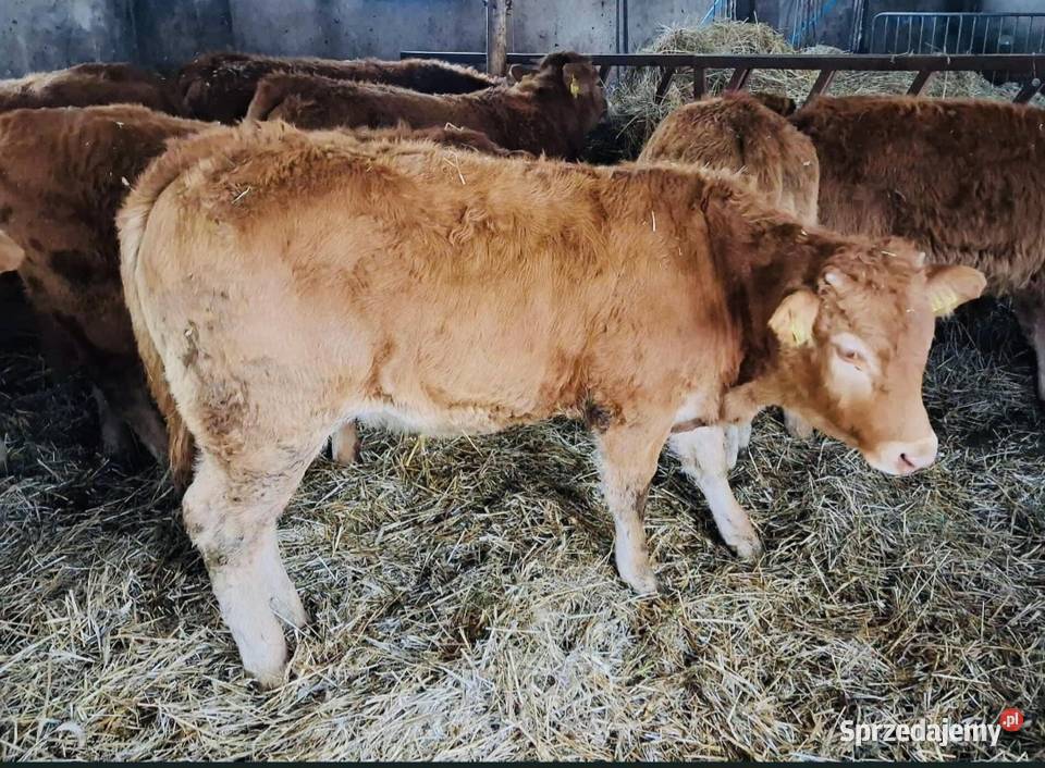 Odsadki Jałówki 100 lm Osińska Buda