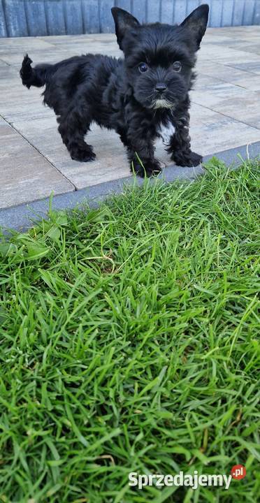 Yorkshire Terrier CZARNA Diablica małopolskie Niepołomice
