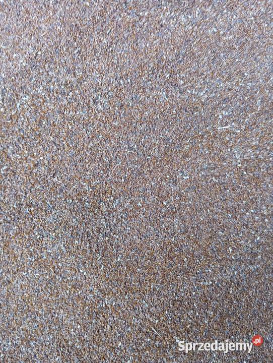 Babka lancetowata nasiona 2024r Izbica