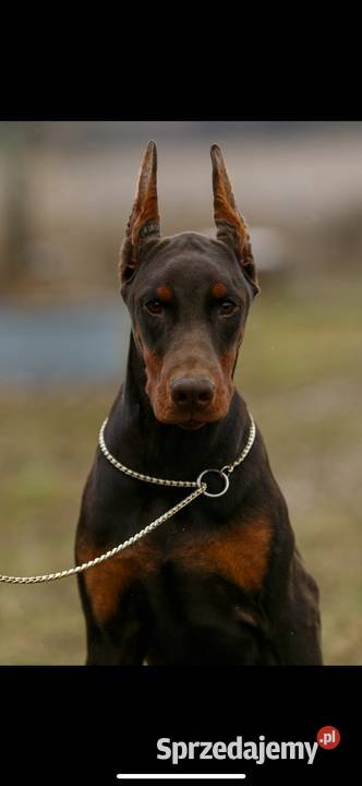 Szczeniak dobermana Zwierzęta Łódź