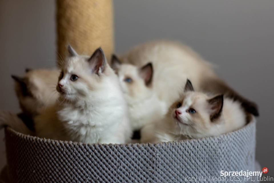 Cudowne kociaki Ragdoll FPL prawdziwy rodowód lubelskie Lublin