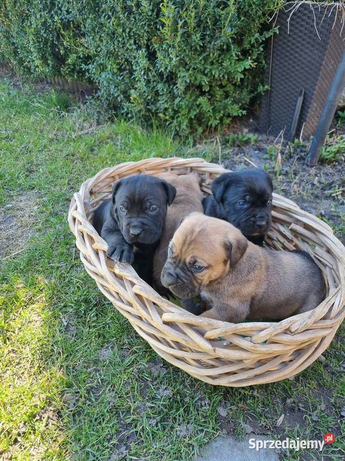 Cane Corso lubelskie