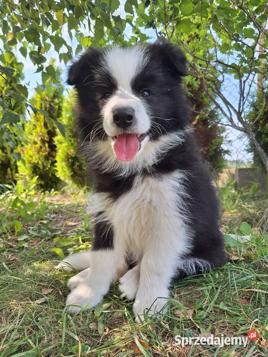Suczki Border collie gotowe do odbioru podkarpackie Dydnia