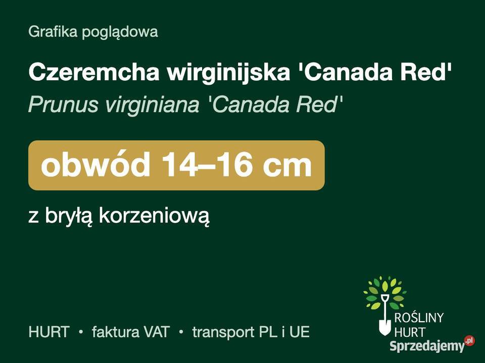 Czeremcha wirginijska Canada Red obwód 1416 z Liściaste
