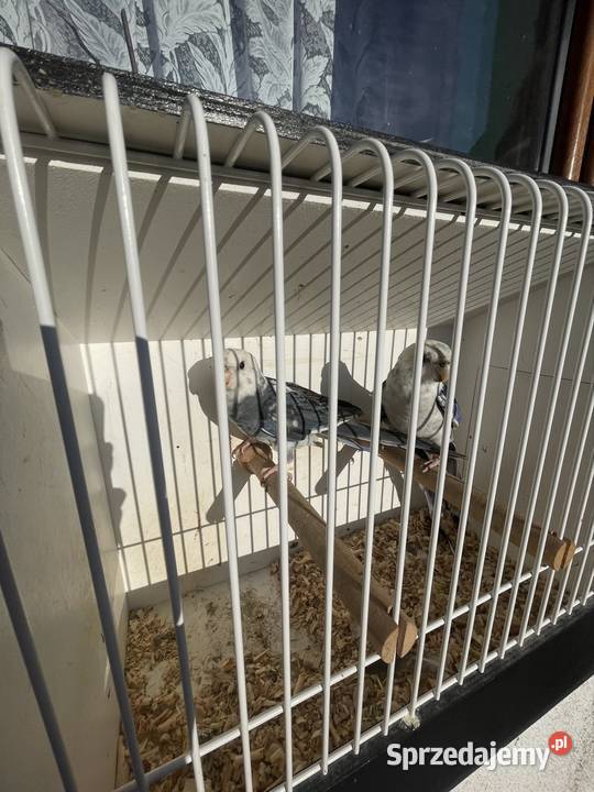 Rozelle królewskie Olesno