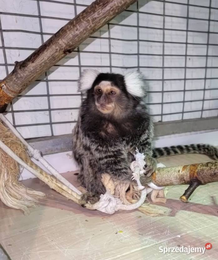 Małpki marmozetki para Racibórz