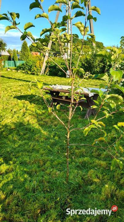 Działka ROD Mamy Węgorzewo obok portu KEJA 30zł/m2