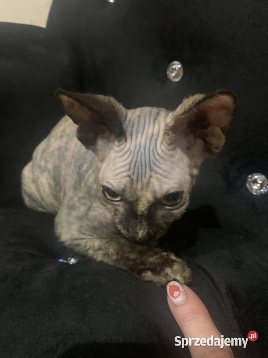 Sfinks Kanadyjski Diablica do odbioru Leszno