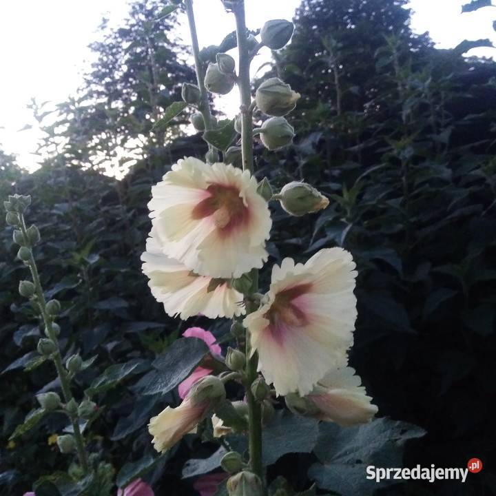 Malwa kosmos bluszczyk krokosmi ślaz 3st Nowy Dwór Wejherowski