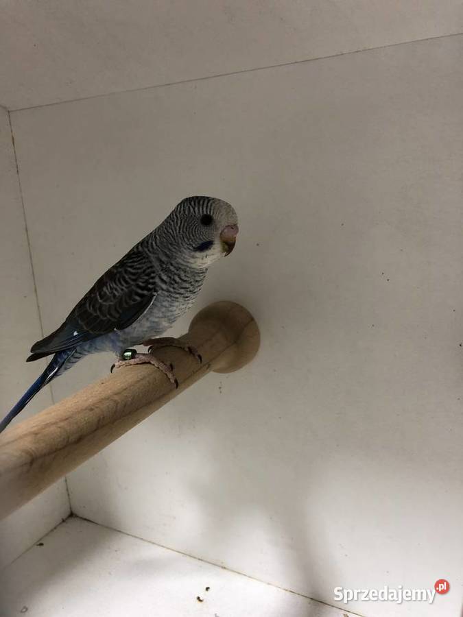 Papugi Faliste BlackWingSzpalt na BW Jedlicze