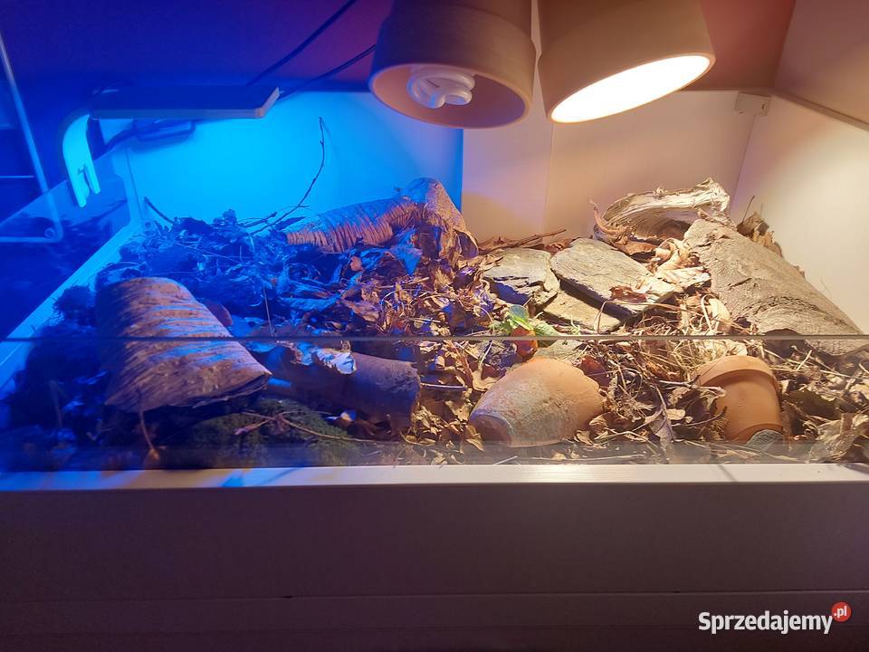 Terrarium rzemieślnicze żółwia lądowego Pozostałe Opole