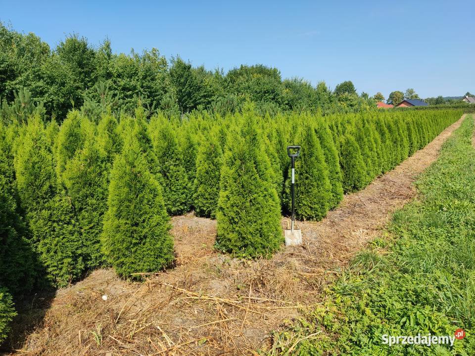 TUJE śląsk wysokie 2m 25m 3m 35 m Ustroń