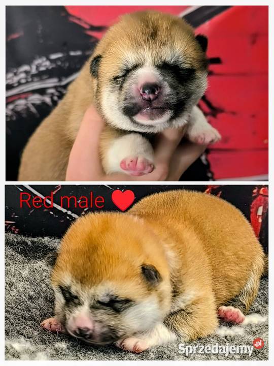 Akita Inu ZKwPFCI Grybów