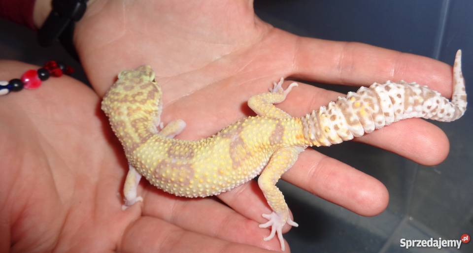 Gekon Lamparci Bielsko-Biała