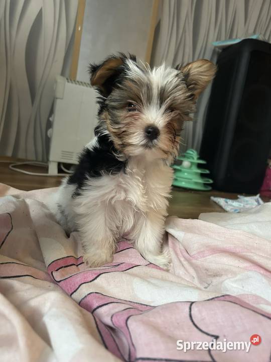 3 miesięczne pieseczki york miniaturka Warszawa