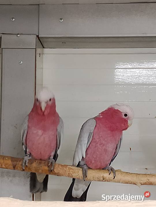 Kakadu różowe para Strzeleczki
