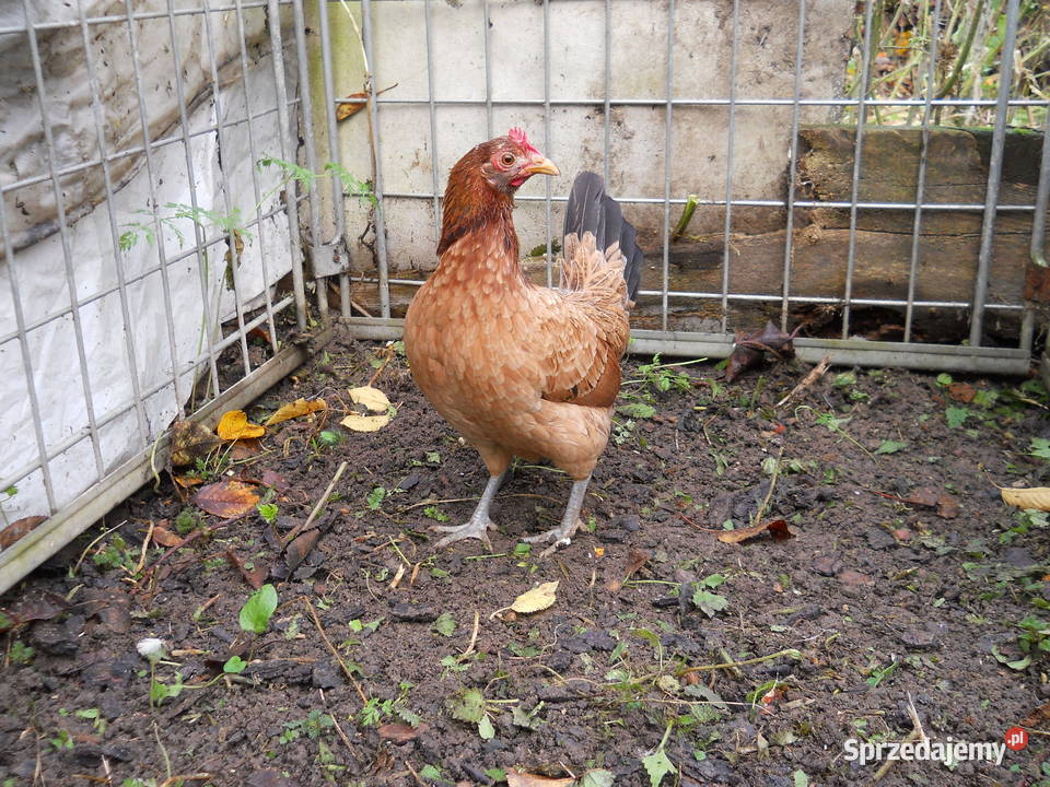 Liliputki różne barwy kurki miniaturki kury Kutno