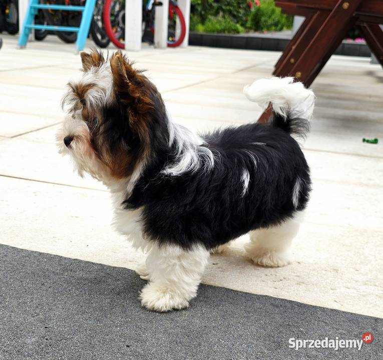 Malutki piesek 100 Biewer Yorkshire Terrier Do śląskie Orzesze