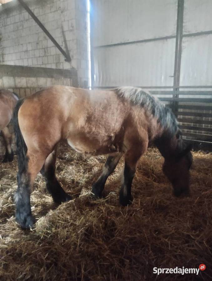 3 źrebice zimnokrwiste roczneksięgi główne Krasew