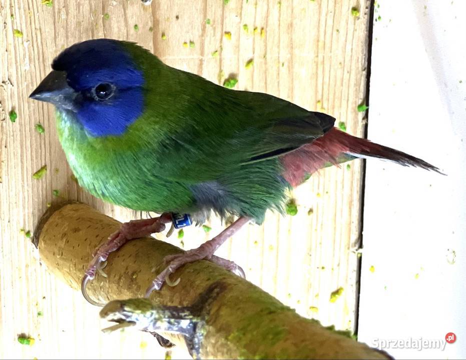 Papuzik trójbarwny samiec 2023r Ruda Śląska sprzedam