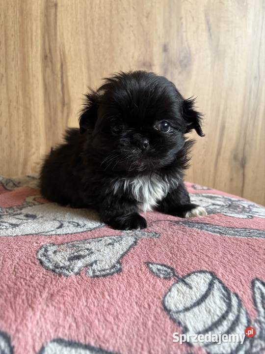 Piesek pekińczyk Lipsko