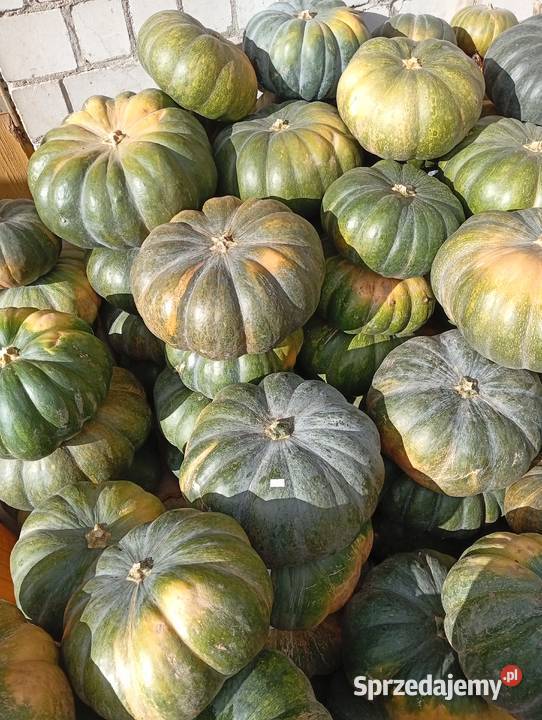 Sprzedam dynie odmiany Muscat de Provencetyp Produkcja roślinna Warszawa