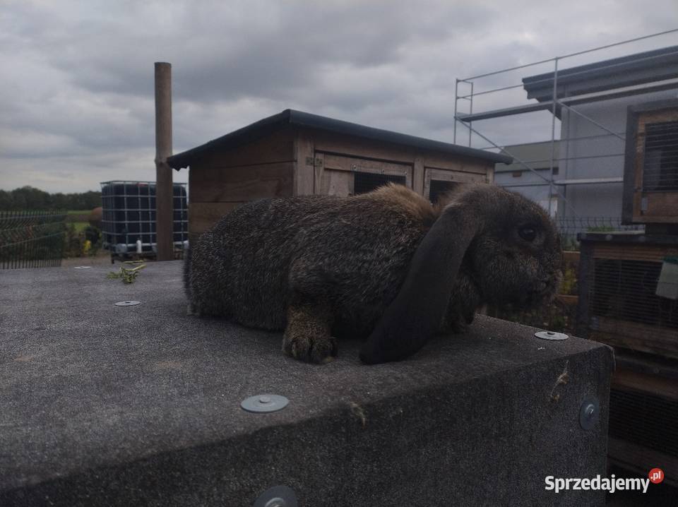 sprzedam samiczka baran francuski kujawsko-pomorskie Turzno