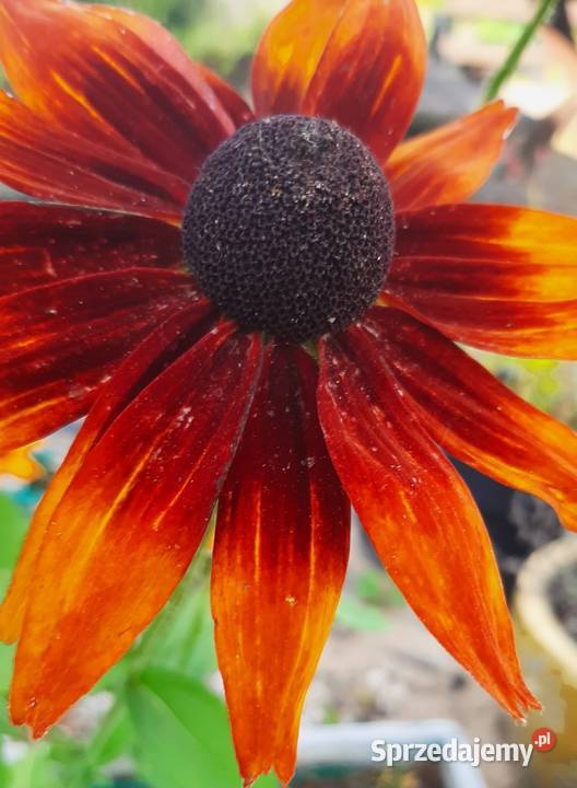 Rudbekia obficie kwitnie lata do jesieni