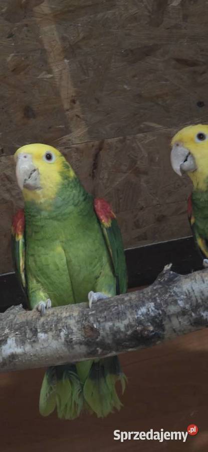 Sprzedam Amazonki Oratriksy sprzedam