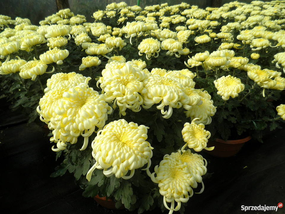 Sprzedam CHRYZANTEMY świętokrzyskie Gierlachów