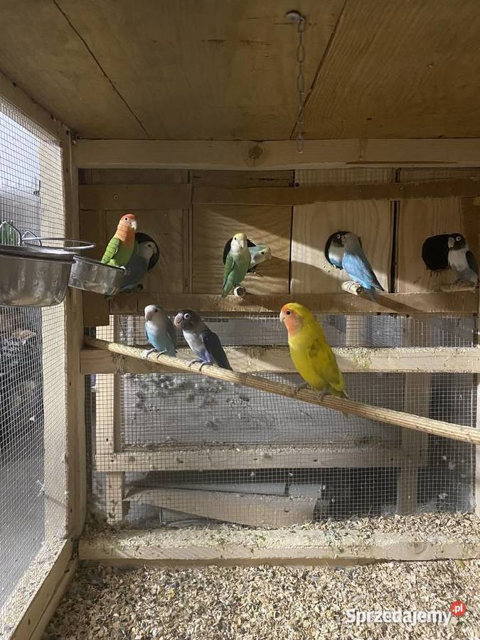 Nierozłączki zmienia dom Siepraw
