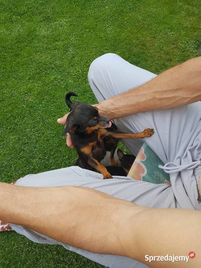 Ratler praski krysażyk Pozostałe Konin sprzedam