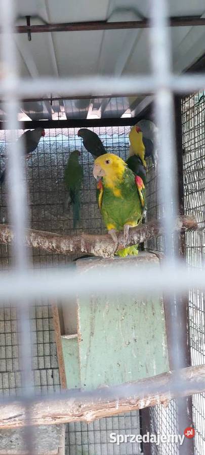 Amazonka oratrix samiec