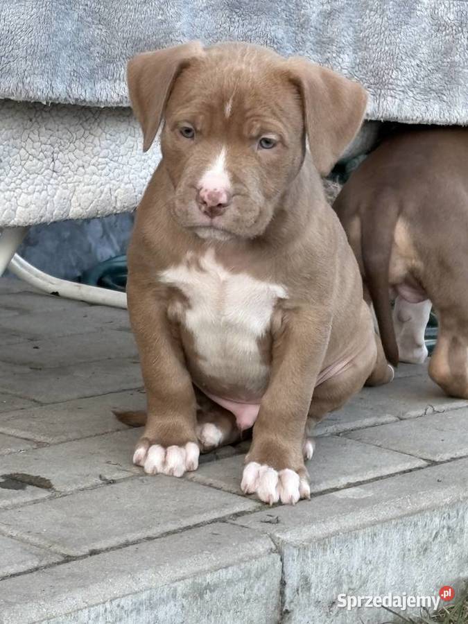 American bully abkc szczeniak