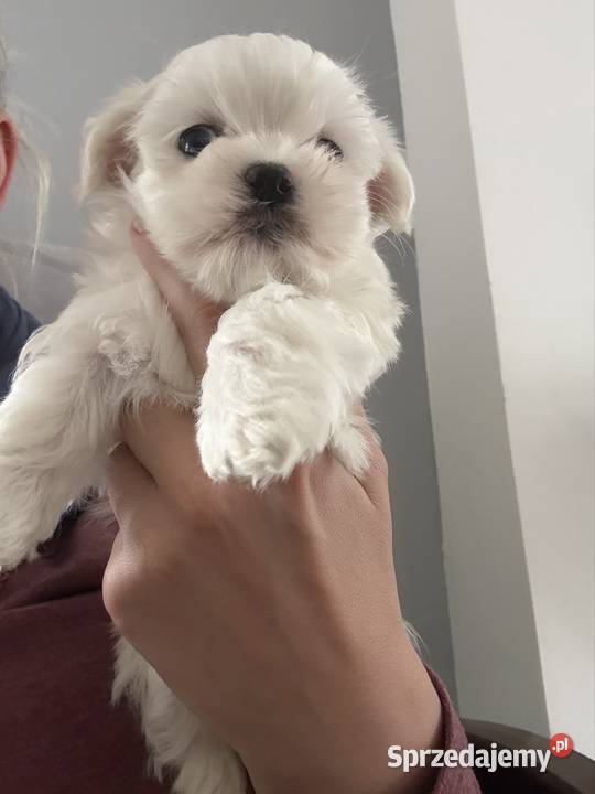 Suczka Maltańczyk Mystków sprzedam