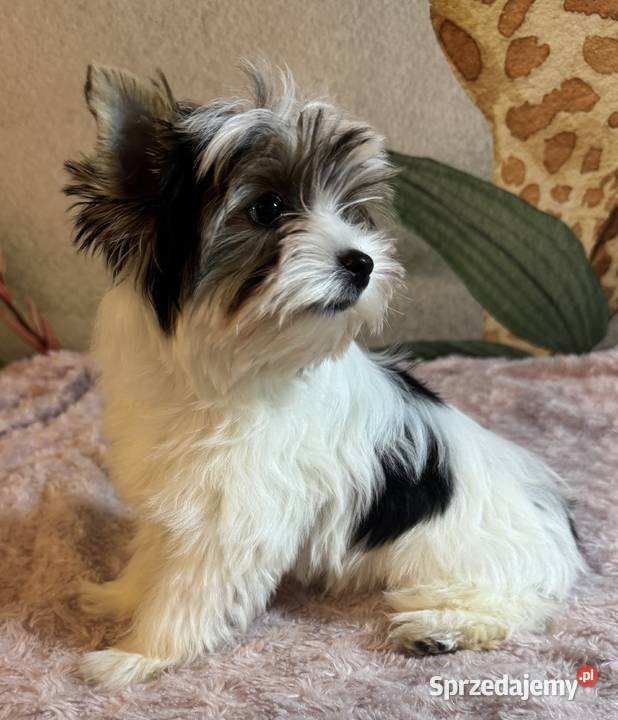 Suczki Biewer Yorkshire Terrier FCI ZKwP dolnośląskie Głuszyca