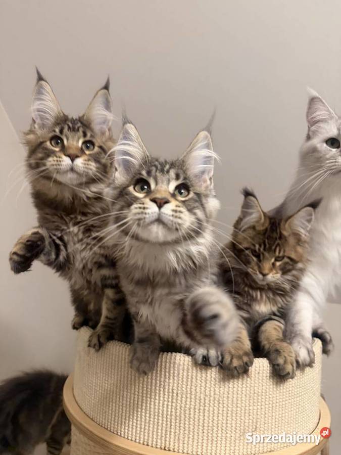 Sprzedam kota Maine Coon FPL łódzkie Skierniewice
