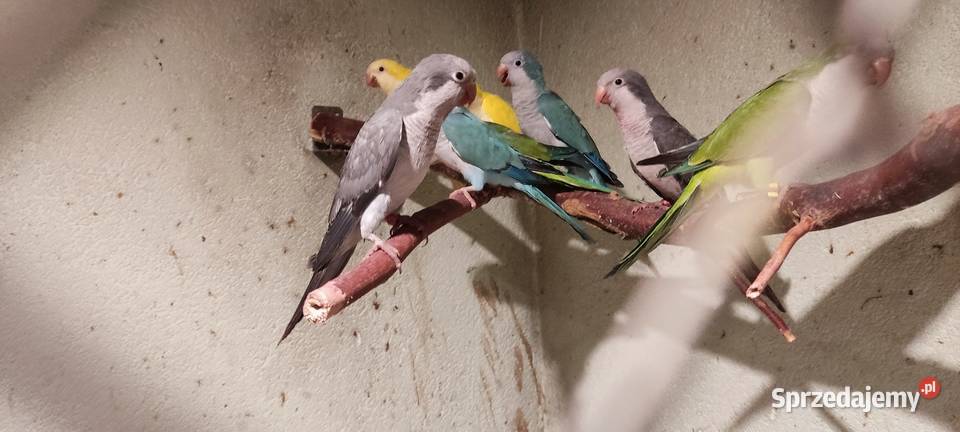 Sprzedam papugi Ptaki