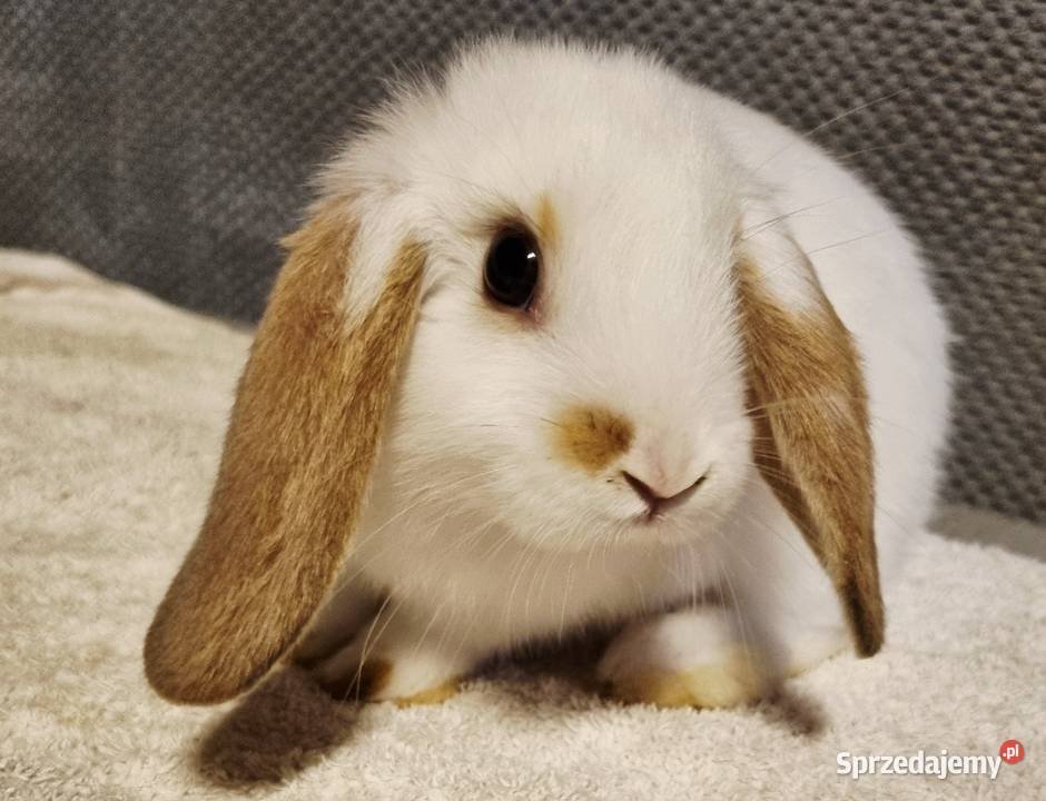 Królik baranek mini lop Króliki Króliki Pyrzowice