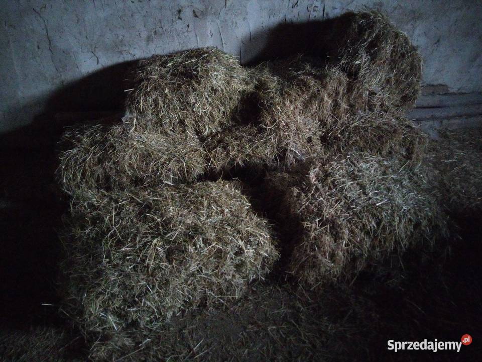 Siano i słoma kostka Kalisz