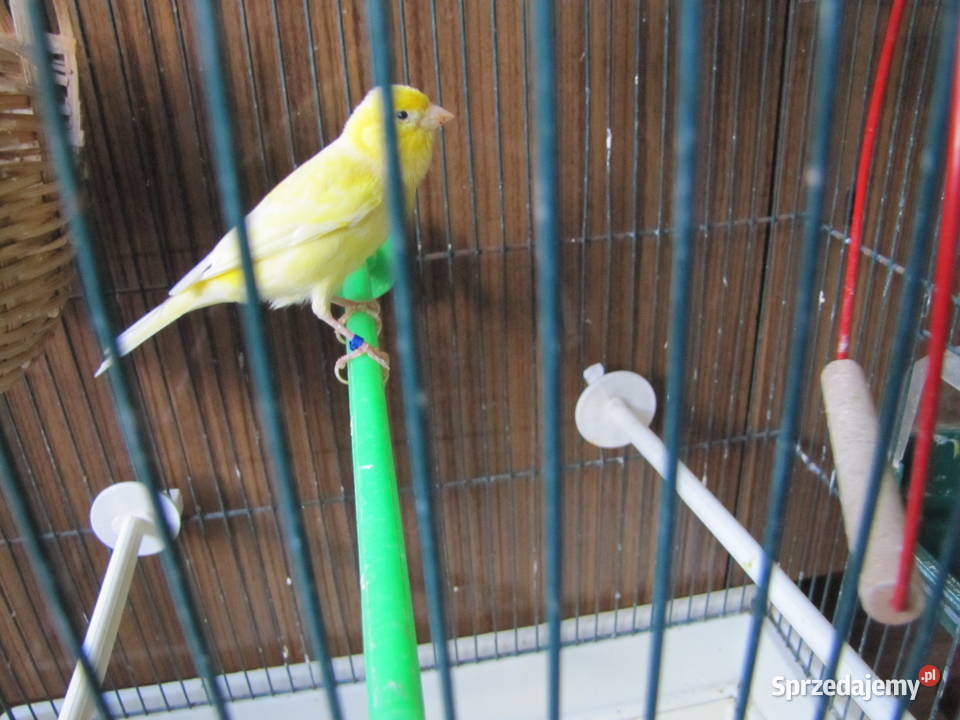 Kanarki na śpiewie Toruń