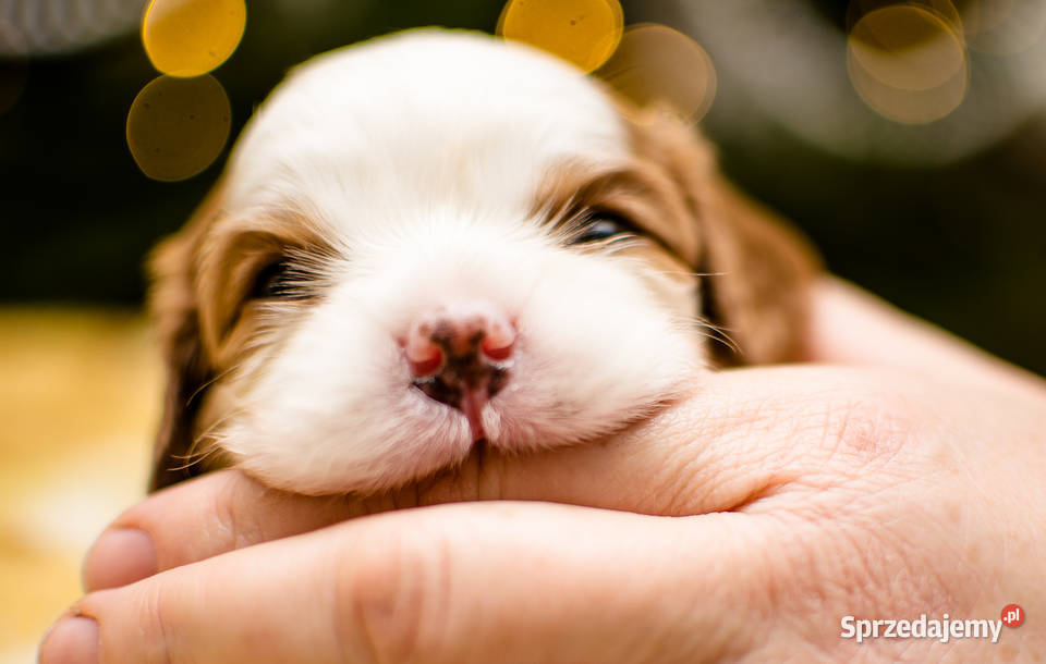 szczeniaki z rodowodem rasy Cavalier King Kiełpino