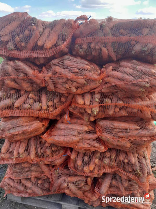 Marchew paszowa odpadowa świętokrzyskie Zawichost