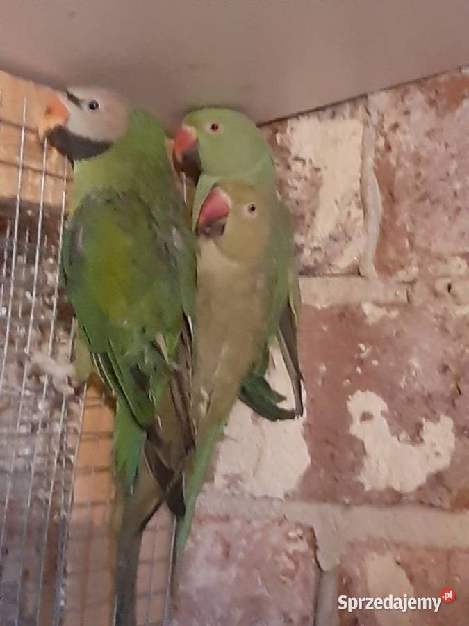 Aleksandrety różowopierśne i obrożne Czerwionka-Leszczyny