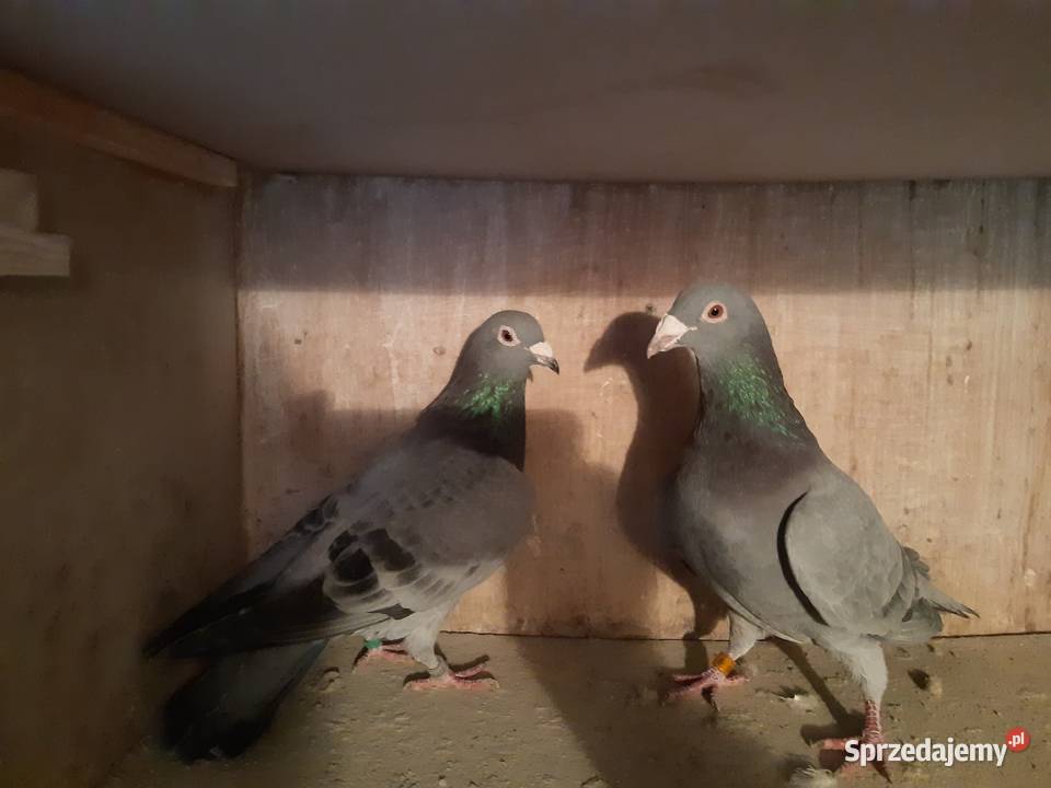 Gołębie pocztowe