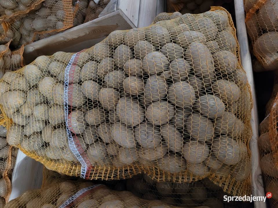 Ziemniaki lillyDenar jelly corina Zduńska Wola