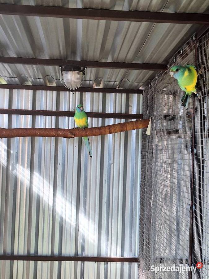 Papugi Rakoniewice sprzedam