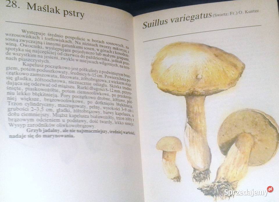 Grzyby leśne Andrzej Grzywacz JCarlos Nieto sprzedam