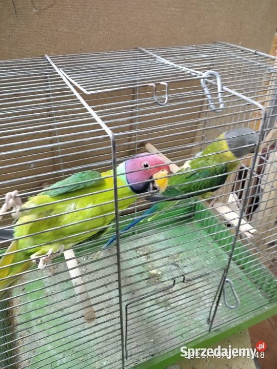 Aleksandertta sliwo glowa Rybnik sprzedam